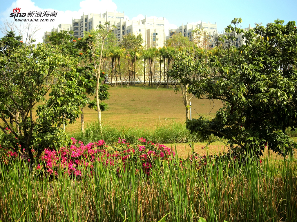 在海口，人们发现，城里的黑臭水体少了，身边的湿地多了，湿地从城市周边走向城市中心。(图/谢越杰)