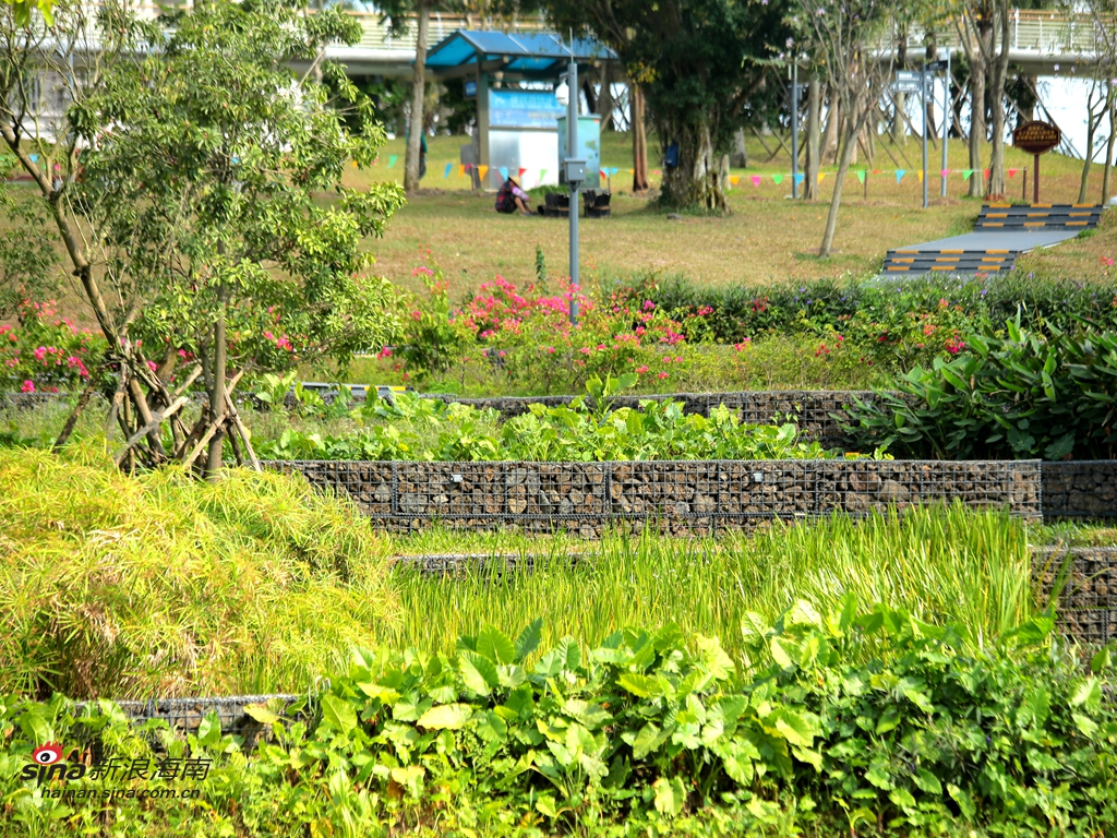 公园内的人工梯田是海南首个人工梯田湿地，共有8级，梯田湿地从上而下分别是植被、种植土、生物净化填料、细石子、粗石子。现在公园周边小区的生活污水被收集至此，通过泵站提升至梯田顶端，在预处理设备中进行预处理后，顺着梯田一层层向下净化，最终流入美舍河。(图/谢越杰)