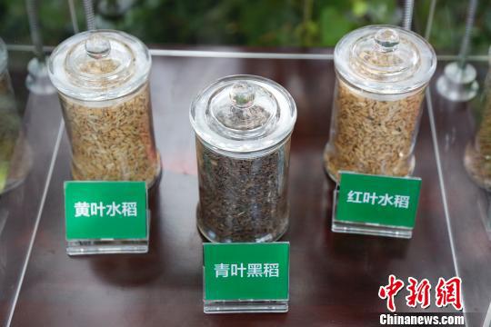 南繁水稻科普文化长廊展示的水稻品种。　王晓斌 摄