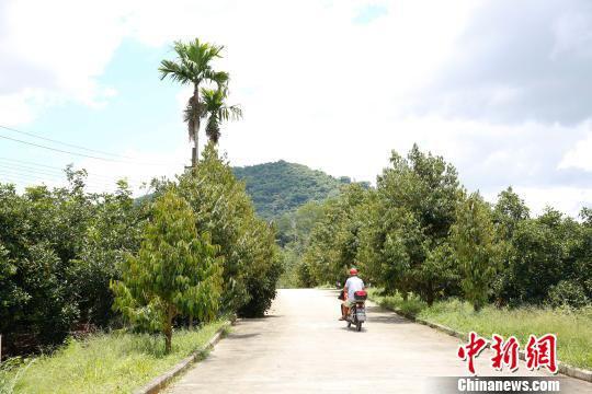 种在道路两边的榴莲树。　王晓斌 摄