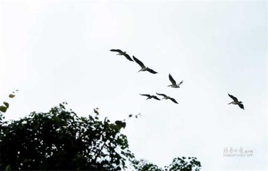 2019年1月14日，六只白鹈鹕在定文村湿地鱼塘上空飞翔。海南日报记者苏晓杰 摄