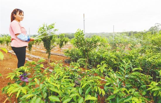 在定安县龙湖镇奉持香山奇楠产业三号示范基地，农户在浇灌沉香苗。张茂 摄
