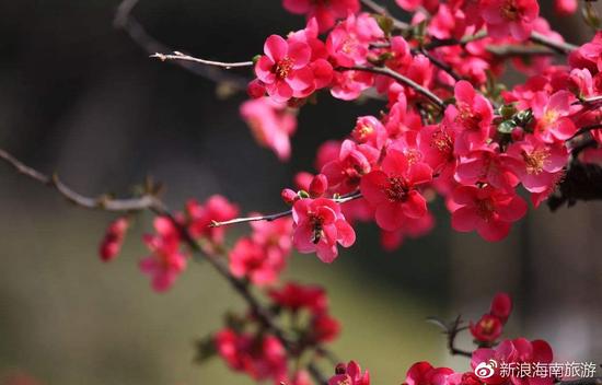海棠花