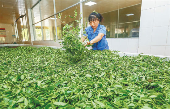 　　5月21日，在海南农垦白沙茶业股份有限公司的白沙茶厂，工人在制作茶叶。 （本版图片均由本报记者 袁琛 摄）