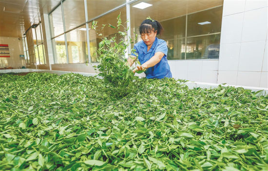 5月21日,在海南农垦白沙茶业股份有限公司的白沙茶厂,工人在制作茶叶。 (本版图片均由本报记者 袁琛 摄)
