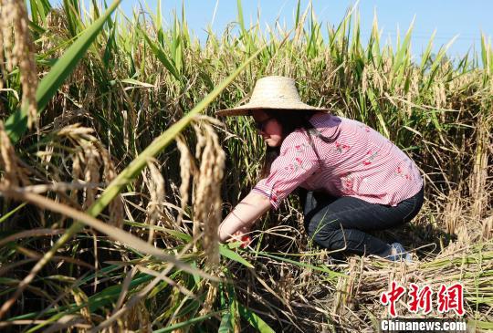 市民游客在体验收割水稻。　王晓斌 摄