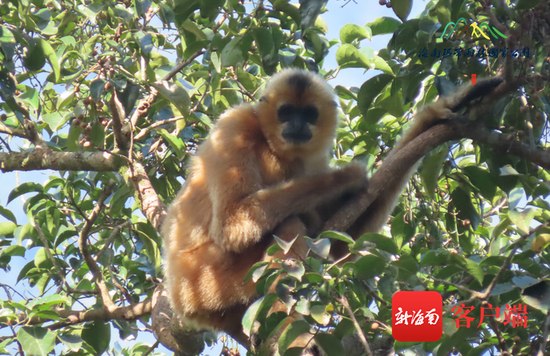 海南长臂猿D群婴猿。海南热带雨林国家公园管理局供图