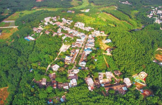 儋州市那大镇石屋村附近分布着成片的胶林。黎有科 摄