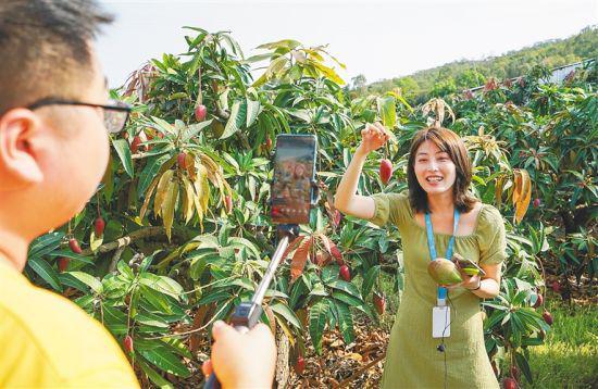 近日,网络主播在三亚市天涯区福返芒果基地里直播卖“树上熟”芒果。武威 摄