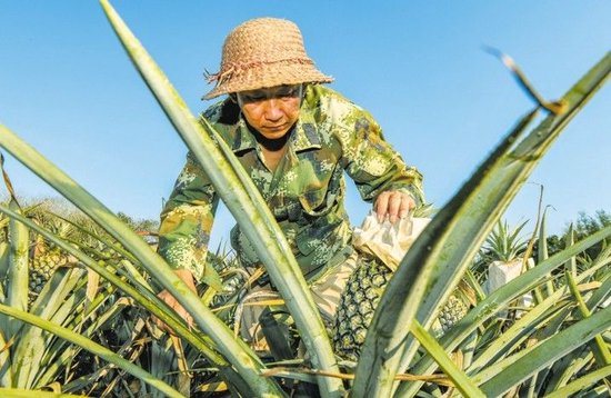 海口美兰区崇德村千亩凤梨喜获丰收