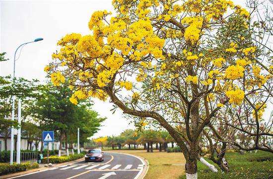 海口市碧海大道边上，一排排黄花风铃竞相绽放。海南日报记者 宋国强　摄