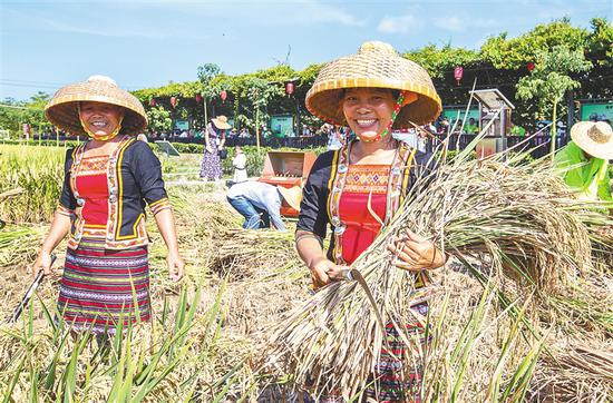 南繁水稻试验基地的收获季。海南日报记者 武威 摄
