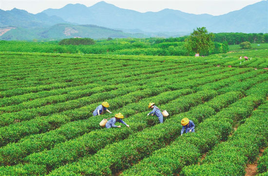 5月21日，在海南农垦白沙茶业股份有限公司的茶园基地，工人在采茶。