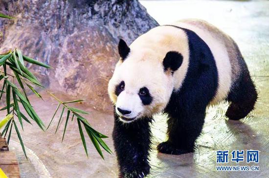 熊猫憨态引来小朋友一阵欢呼。新华网 发
