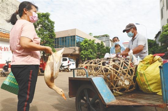  8月13日，在云龙镇农贸市场内，居民购买家禽。海南日报记者 李天平 摄