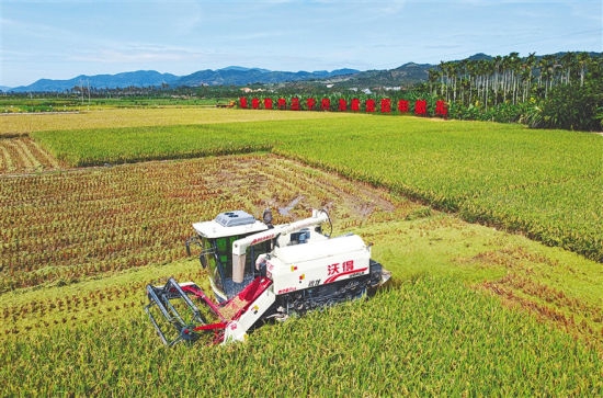 2021年10月26日，在三亚崖州区南繁公共试验基地，收割机正在收割成熟的杂交水稻。