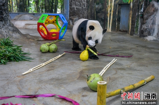  图为熊猫“舜舜”体验“冰球运动”。骆云飞摄