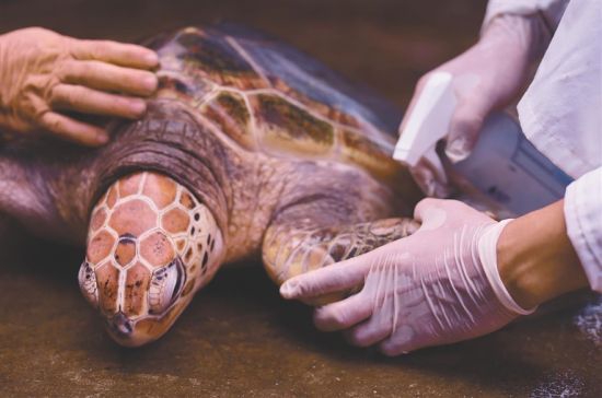  保育基地的“海龟医生”为受伤海龟消毒上药。徐慧玲 摄