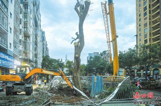 海口：被台风吹倒的“花梨王”重新“站起来”