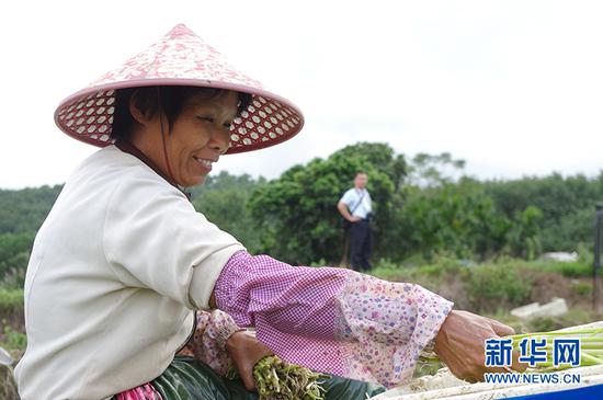 水芹喜丰收，阿婆绽开颜。新华网 王子豪 摄