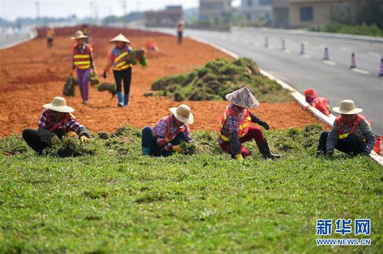 3月6日，工人在海口江东大道的绿化带中铺设草皮。新华社记者 郭程 摄