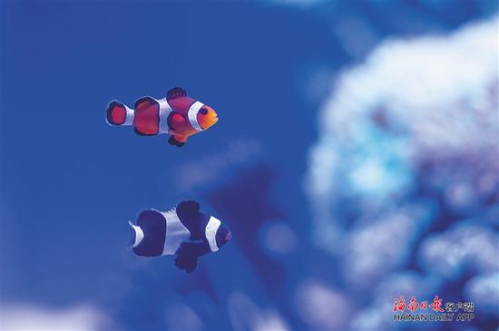 ↑中国(海南)南海博物馆的南海识贝展展出的海洋生物。海南日报记者 宋国强 摄