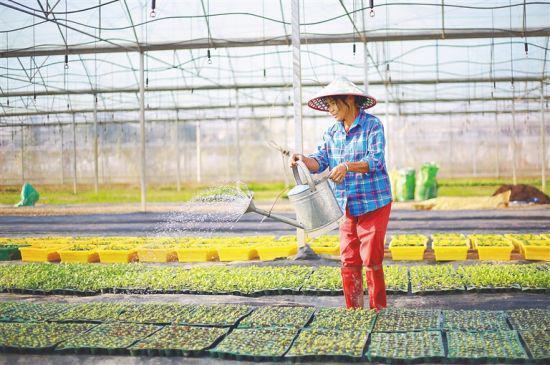 日前，在海口市秀英区东山镇马坡洋蔬菜基地，村民正在为菜苗浇水。 海南日报记者 李天平 通讯员 陈创淼 摄