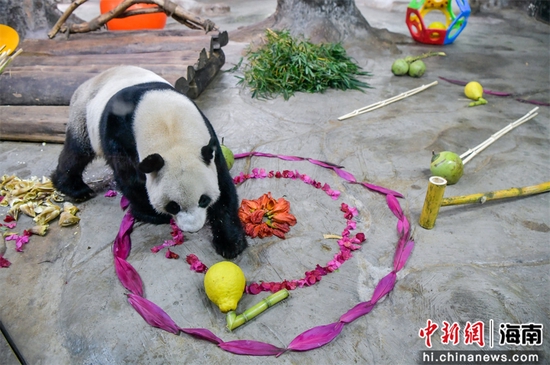  图为熊猫“舜舜”体验“冰球运动”。骆云飞摄
