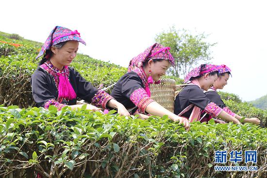 早春茶开采节仪式启动后，村民相伴采茶。新华网发（潘孝东 摄）