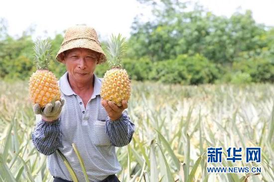 海口农户种植的菠萝。新华网发