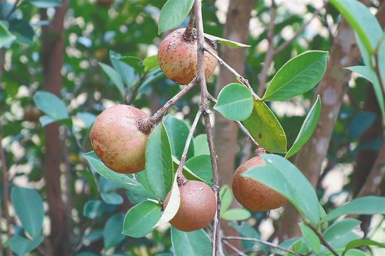  中坤农场公司油茶标准化生产示范基地种植的油茶果。 本报记者 欧英才 实习生 吴金烽 摄