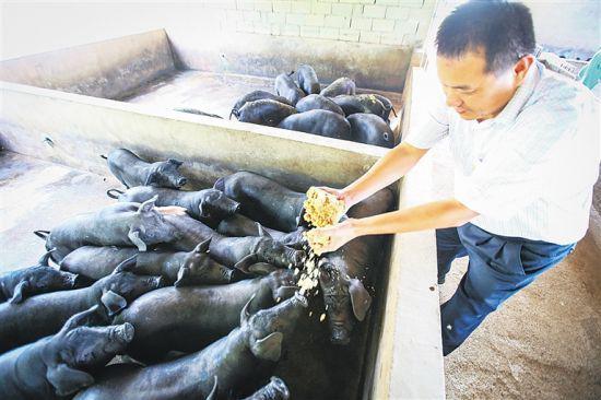  定安新竹南华养殖专业合作社，养殖户给黑猪喂食。海南日报记者 张茂 摄