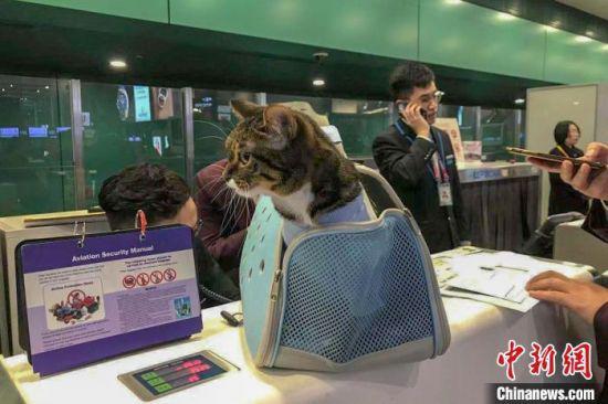 图为17日，一只猫咪在等待主人办理客舱宠物运输手续。海南航空 供图