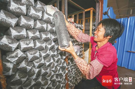 在位于琼海市嘉积镇黄崖村的海南益芝祥生态农业有限公司菌包生产线上,工作人员正在搬运菌包,准备发酵。