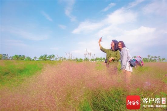 市民游客在桂林洋国家热带农业公园粉黛乱子草爱心广场拍照。海南日报记者 袁琛 摄
