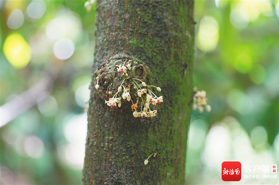  7月25日，在万宁兴隆热带植物园，可可树的树干上长出细小的花朵。
