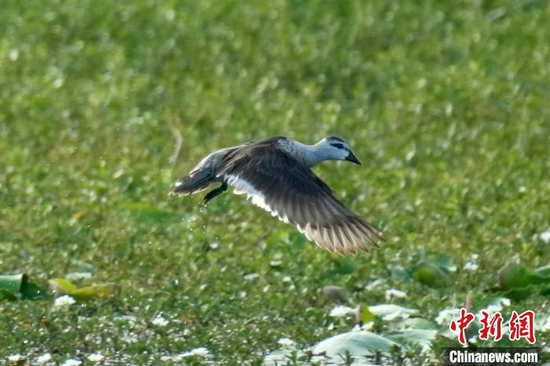  珍稀鸟类棉凫现身昌江海尾湿地公园。　昌江爱鸟队供图