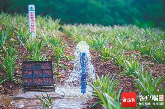 万宁市龙滚镇光电控水项目的灌溉出水口。海南日报记者 袁琛 摄