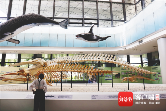 游客在中国（海南）南海博物馆观看13米长的须鲸骨架。海南日报记者 李天平 摄