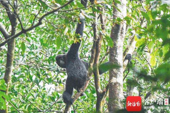 栖息在海南霸王岭热带雨林中的海南长臂猿。(新华社发)