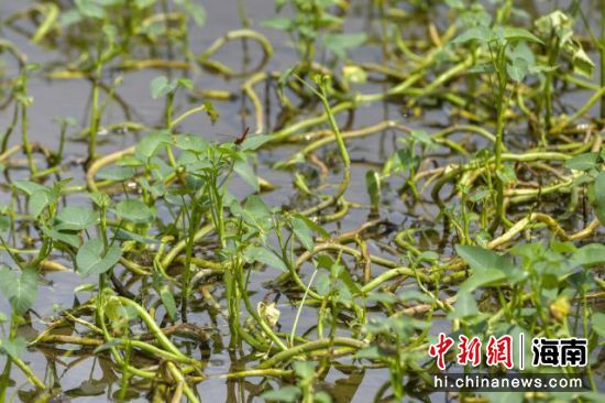  临高多文头神村空心菜。骆云飞摄