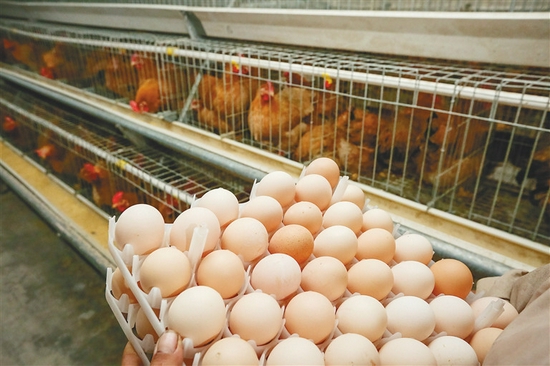 罗牛山文昌鸡育种场产出的新鲜鸡蛋。 袁琛 摄