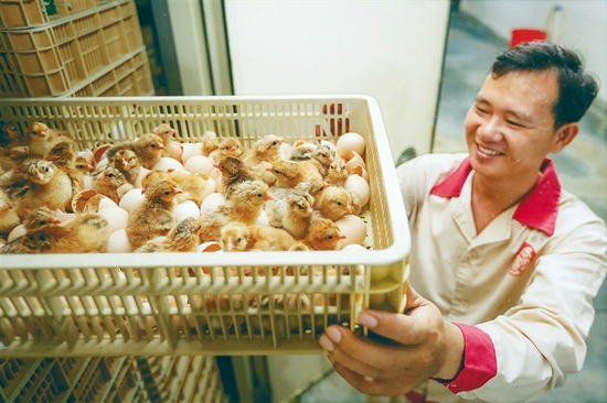 在潭牛文昌鸡孵化厂，工作人员查看小鸡孵化情况。袁琛 摄