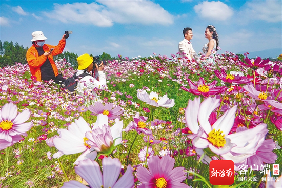 游客“打卡”红林农场十二队花卉基地。海南日报记者 陈元才 通讯员 杨耀科 图