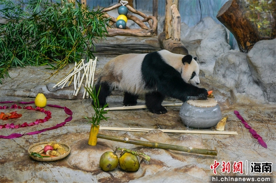 图为熊猫“贡贡”体验“冰球运动”。骆云飞摄