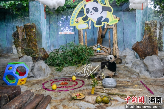  图为熊猫“贡贡”体验完“冰球运动”，吃竹子休息。骆云飞摄