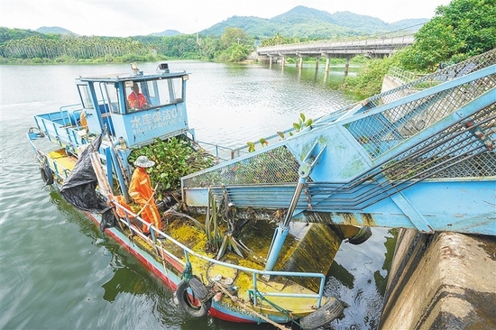 5月13日，在三亚市赤田水库，水面保洁船将打捞来的水浮莲传输到垃圾转运车。 本报记者 武威 摄