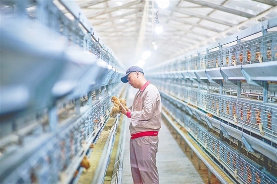 海南(潭牛)文昌鸡股份有限公司繁殖基地内，工作人员在检查鸡苗生长情况。本报记者 封烁 摄