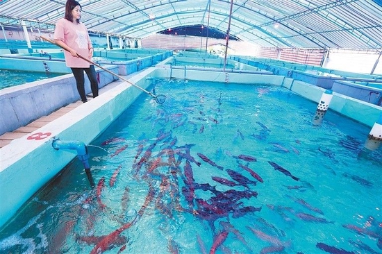 6月5日，在琼海市潭门镇，农户给东星斑喂食。 本报记者 袁琛 摄