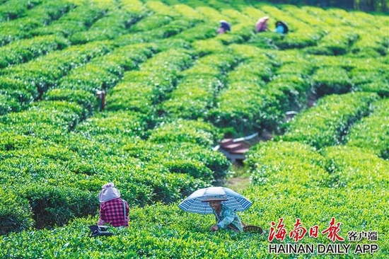 图片[1]-海南茶产业寻求突围之策-BG社区